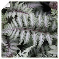 Feto Athyrium nipponicum 'Ghost' 